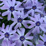 Phlox Subulata 'Fabulous Blue Violet' v.9