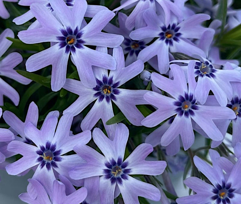 Phlox Subulata 'Fabulous Blue Violet' v.9
