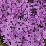 Phlox Subulata 'Fabulous Rose v.9