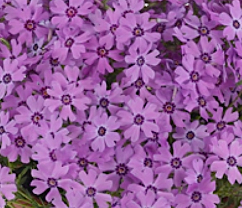 Phlox Subulata 'Fabulous Rose v.9