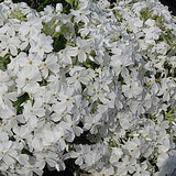 Phlox Subulata' Maischnee v.9