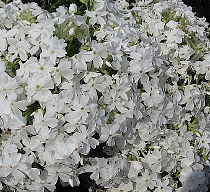 Phlox Subulata' Maischnee v.9