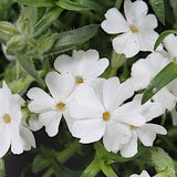 Phlox Subulata' Maischnee v.9