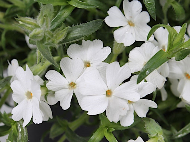 Phlox Subulata' Maischnee v.9
