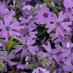 Phlox subulata 'Purple Beauty v.9