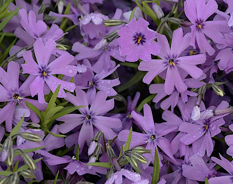 Phlox subulata 'Purple Beauty v.9