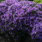 Phlox subulata 'Purple Beauty v.9