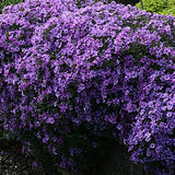 Phlox subulata 'Purple Beauty v.9