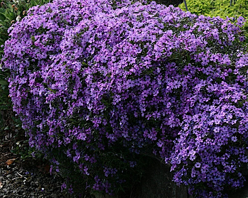Phlox subulata 'Purple Beauty v.9