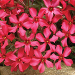 Phlox Subulata 'Scarlet Flame' ® 9