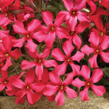 Phlox Subulata 'Scarlet Flame' ® 9
