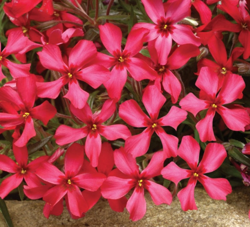Phlox Subulata 'Scarlet Flame' ® 9