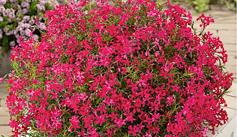 Phlox Subulata 'Scarlet Flame' ® 9