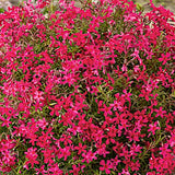 Phlox Subulata 'Scarlet Flame' ® 9