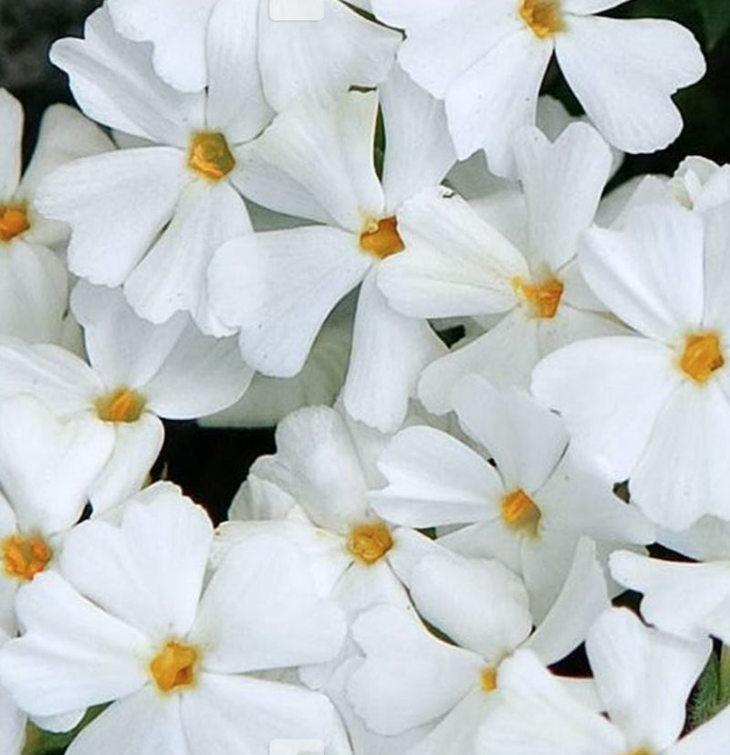 Phlox subulata white delight v.9