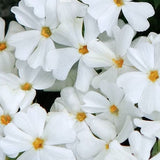 Phlox subulata white delight v.9