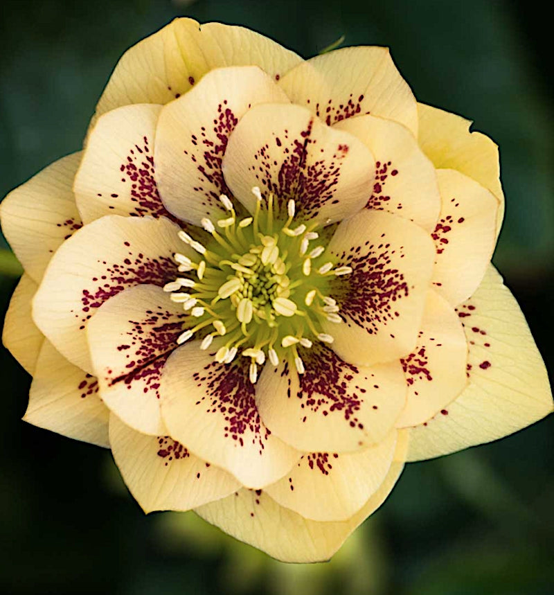 Helleborus or. 'Double Ellen Yellow Spotted' ® v.9