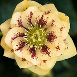 Helleborus or. 'Double Ellen Yellow Spotted' ® v.9
