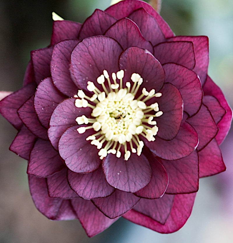 Helleborus or. 'Double Red' v.9
