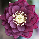 Helleborus or. 'Double Red' v.9