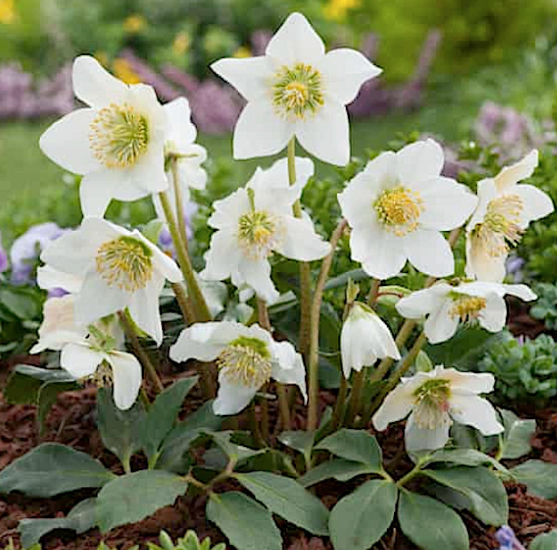 Helleborus niger 'Praecox' v 9
