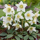 Helleborus niger 'Praecox' v 9