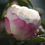 Camelia Sasanqua Hime Botan vaso cm. 120/140