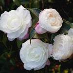 Camelia Sasanqua Hime Botan vaso cm. 120/140