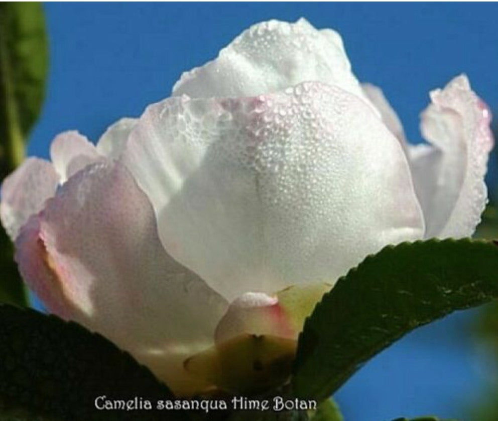 Camellia Sasanqua Hime Botan 