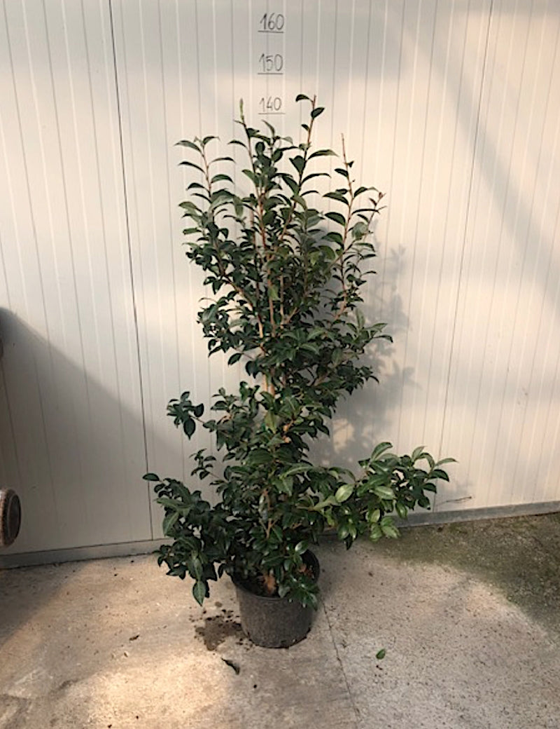 Camelia Sasanqua Hime Botan vaso cm. 120/140