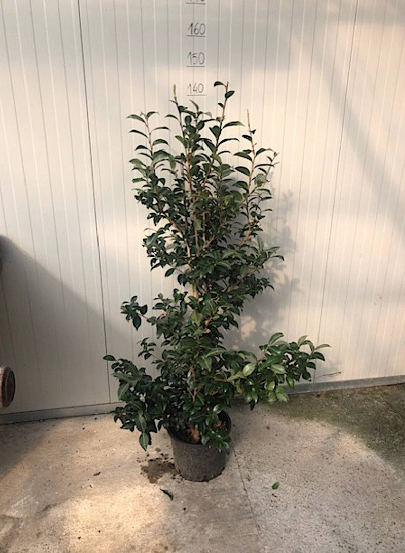 Camelia Sasanqua Hime Botan vaso cm. 120/140
