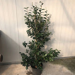Camelia Sasanqua Hime Botan vaso cm. 120/140