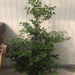 Camelia sasanqua 'Hina Yuki' cm. 110/120