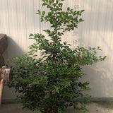 Camelia sasanqua 'Hina Yuki' cm. 110/120