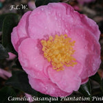 Camelia sasanqua Plantation Pink cm. 150/160