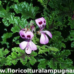 Pelargonium Royal Oak (Odoroso balsamo)