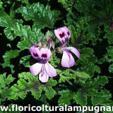 Pelargonium Royal Oak (Odoroso balsamo)