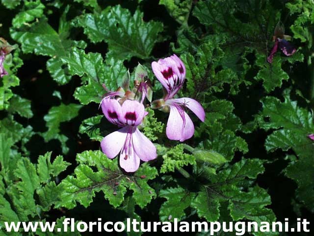 Pelargonium Royal Oak (Odoroso balsamo)