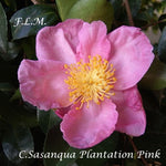 Camelia sasanqua Plantation Pink cm. 150/160
