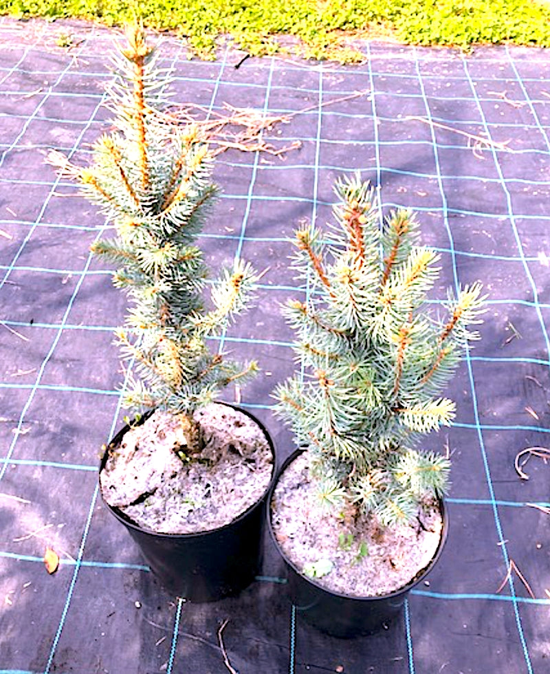 Picea Pungens Iseli Fastigiata  vaso 20 h. 40 cm.