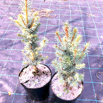Picea Pungens Iseli Fastigiata  vaso 20 h. 40 cm.