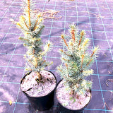 Picea Pungens Iseli Fastigiata  vaso 20 h. 40 cm.