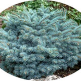 Picea Pungens glauca globosa  vaso 20