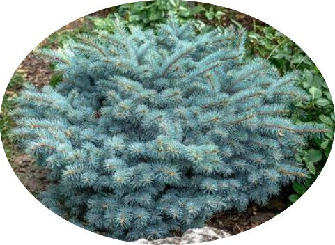 Picea Pungens glauca globosa  vaso 20