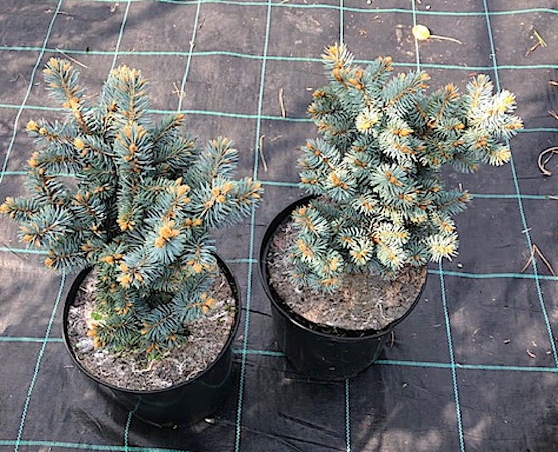 Picea Pungens glauca globosa  vaso 20
