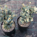 Picea Pungens glauca globosa  vaso 20