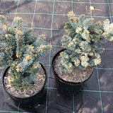 Picea Pungens glauca globosa  vaso 20