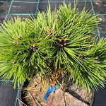 Pinus Agnes Bregeon  vaso 17/18 come da foto