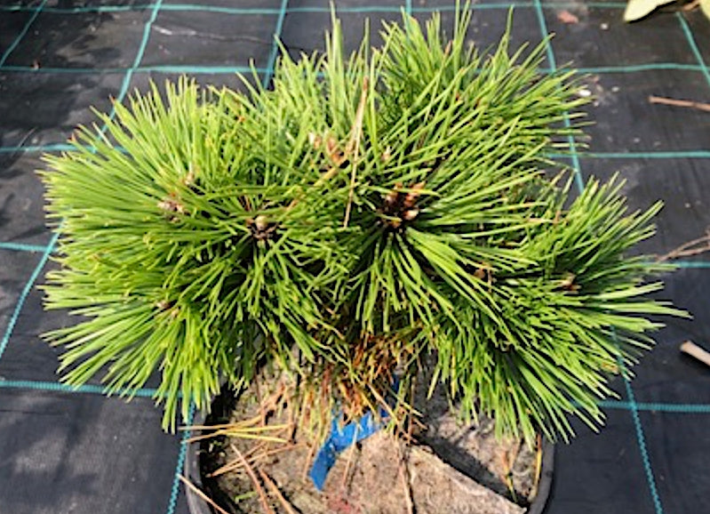 Pinus Agnes Bregeon  vaso 17/18 come da foto