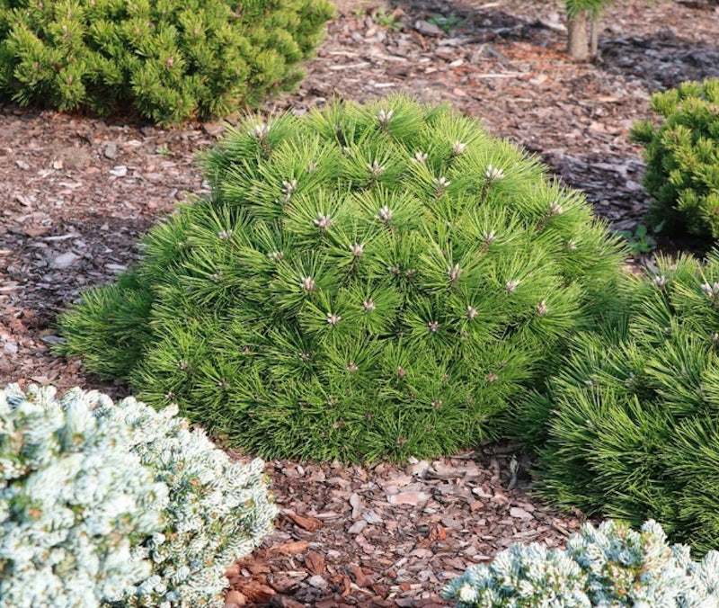 Pinus Agnes Bregeon  vaso 17/18 come da foto